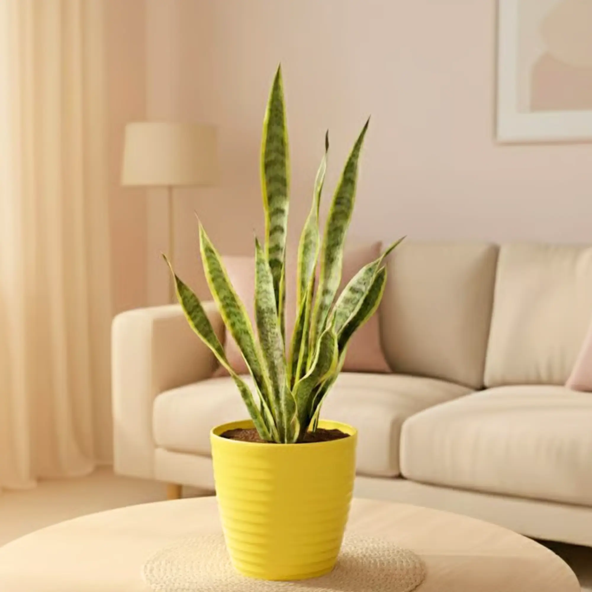 Snake Plant